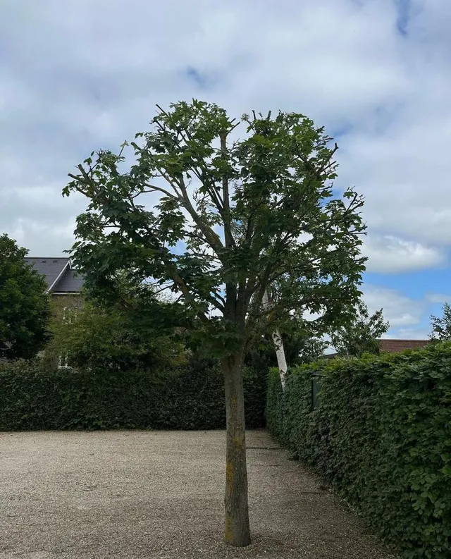 pruned tree. To show example of how a pruned tree looks 